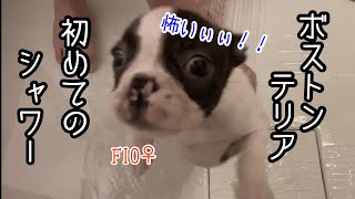 案の定シャワーを嫌がるフィオ｜ボストンテリア