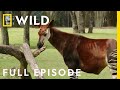 A Pregnant Okapi Gives Birth At Animal Kingdom Full Episode Magic Of Disney S Animal Kingdom
