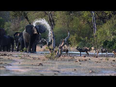 Wild dogs playfully keep large elephants from getting to the water to drink! @pksafaris