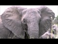 Animal Podcast Elephant