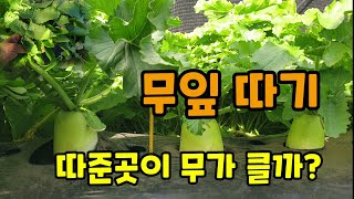 김장무우 무잎따기 무가 커졌을까요 무우 크게 키우려면?