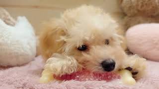 ハーフ犬の動画01