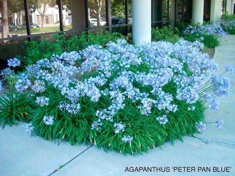 download lagu mp3 mp4 Agapanthus Africanus Peter Pan, download lagu Agapanthus Africanus Peter Pan gratis, unduh video klip Agapanthus Africanus Peter Pan
