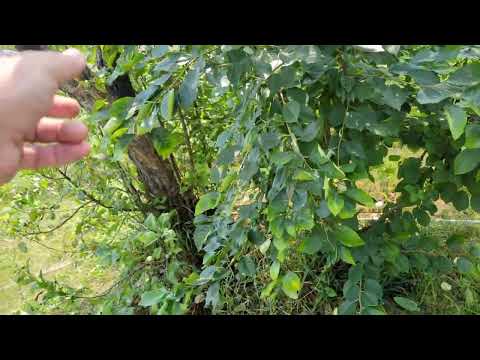 is A 50 year old  Apple tree variety Worth saving its genes?