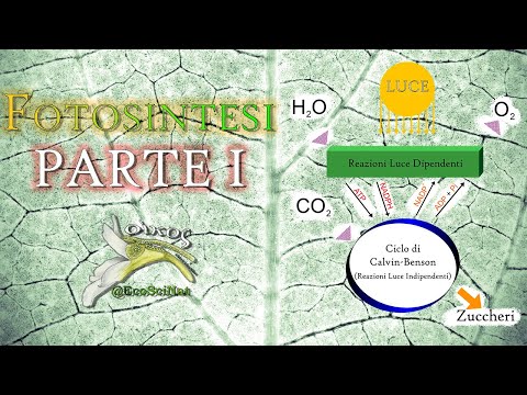Photosynthesis - Part I: What It Is and How It Works