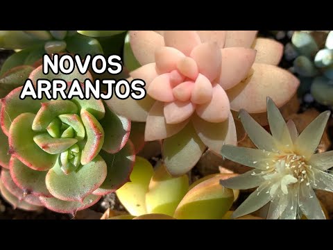 , title : 'Sem #ADUBAÇÃO com menos flores e arranjo de #echeverias| Simone Felic'