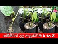ගම්මිරිස් දලු පැළකිරිම A To Z Pepper Vines Planting A To Z �