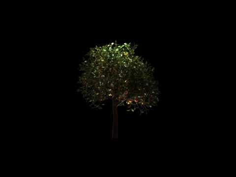 Orange tree growing 3d animation/ GrowFX