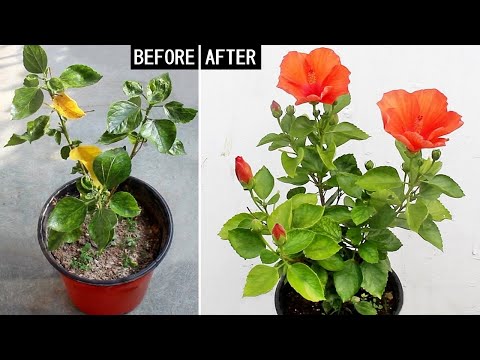 My 3 STEP Formula To FORCE Hibiscus To GROW & FLOWER!