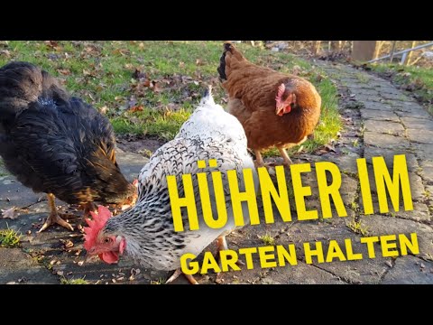 Hühner in der Stadt im eigenen Garten halten