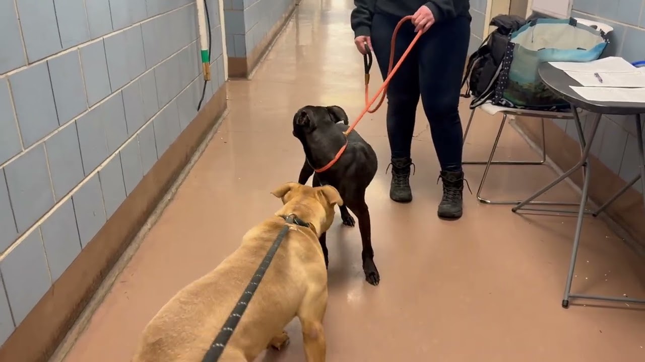 Melania's Leash Test