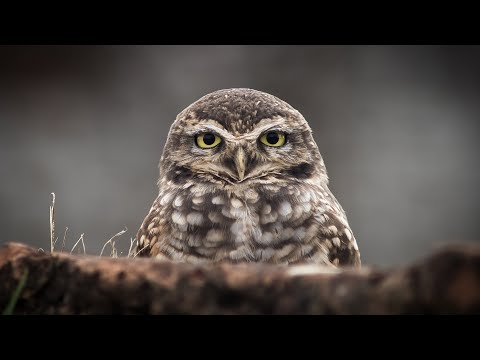 Owl Hooting - THE BEST OWL SOUND EFFECTS 2022
