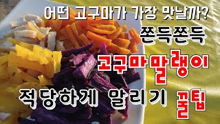쫀득쫀득  고구마 말랭이 적당한 온도와 시간은 ? 고구마 말랭이 어떤 고구마가 맛있을까 ?