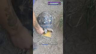 When Training Works "Too Well" 🐢