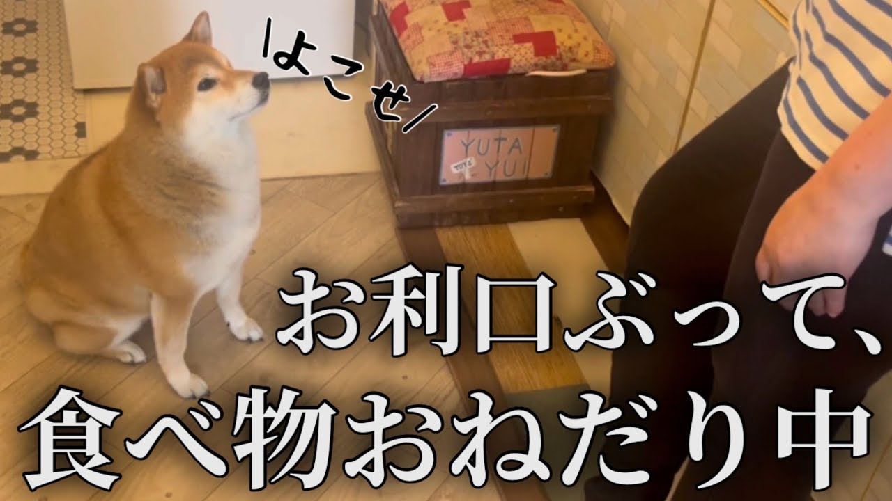 大好物のお肉スープが欲しくて、ママにお利口アピールをしている柴犬