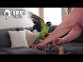 How to Bond With Your Wild Nanday Conure | Sebastian the Nanday Conure