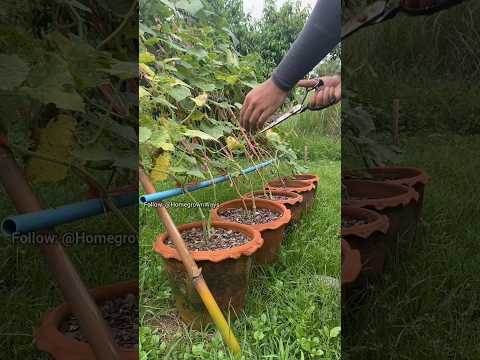 Cucumber growing tips #garden #roomtogrow #growathome