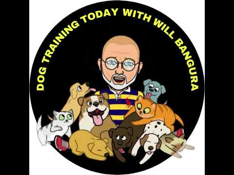 10 Critical Mistakes That Sabotage Your Dog Training (And How to Fix Them)