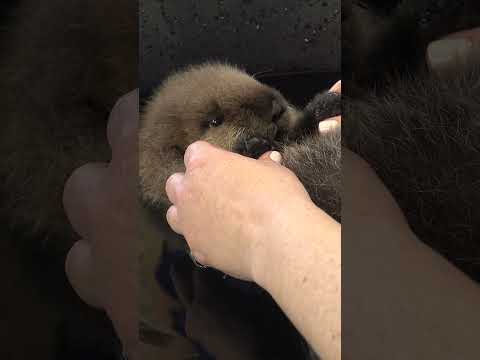 お風呂に入っている赤ちゃんラッコのジョーイ