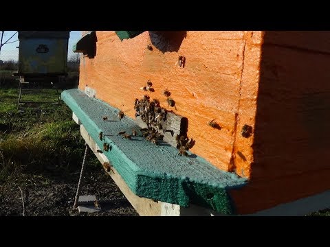 Пчела и тёплый декабрь на пасике