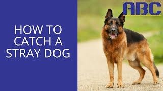 How to Catch a Stray Dog | Animal Behavior College