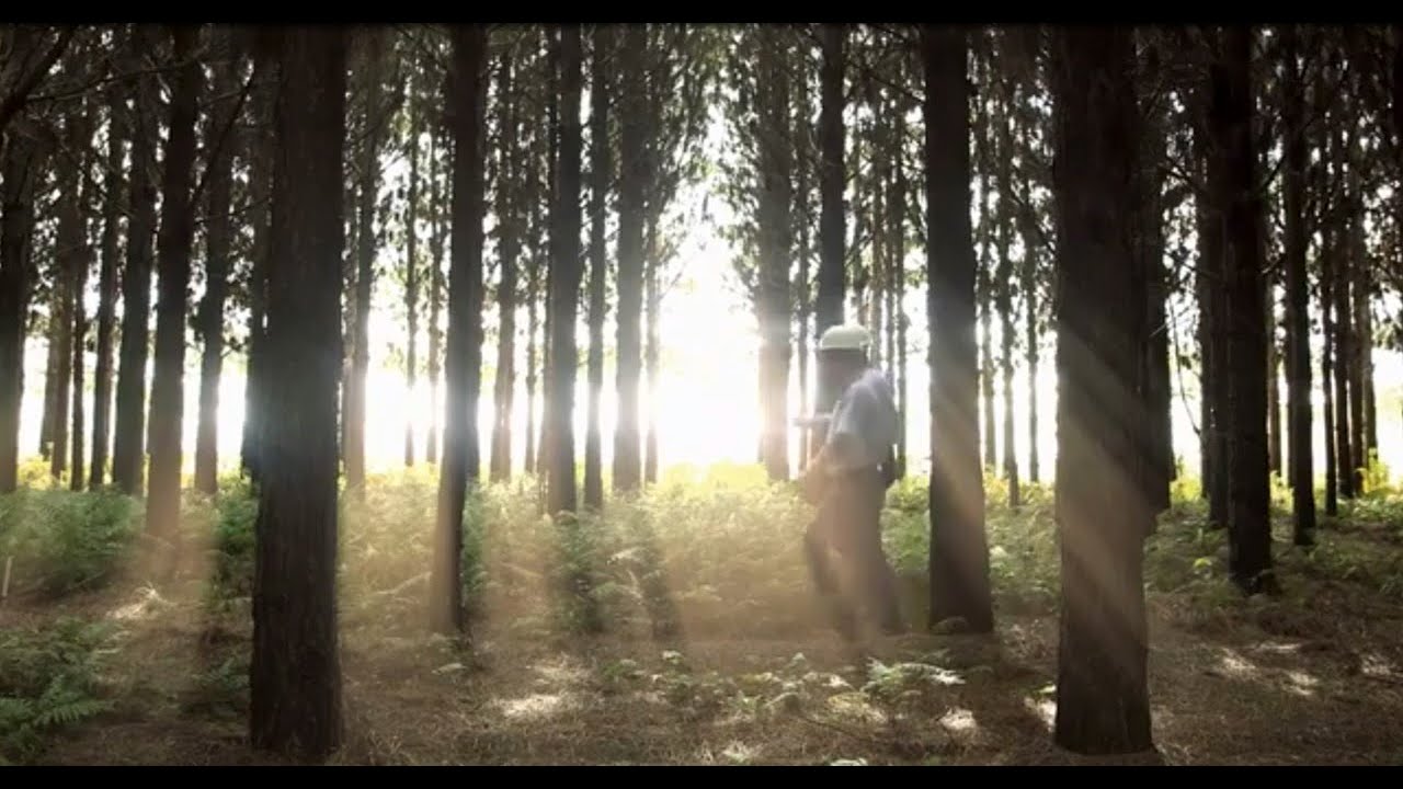 WestRock's Commitment to Sustainability