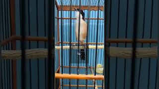 Download lagu cendet buka paruh mp3