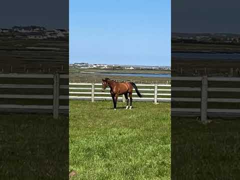 Bay Mare - Image 2