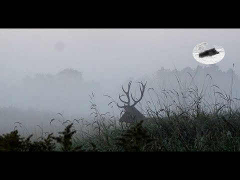 Hunting red stag in september - searching for an old stag