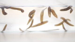 Could we use planarians to help us understand human regeneration?