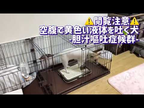 犬の黄色嘔吐に対する家庭療法