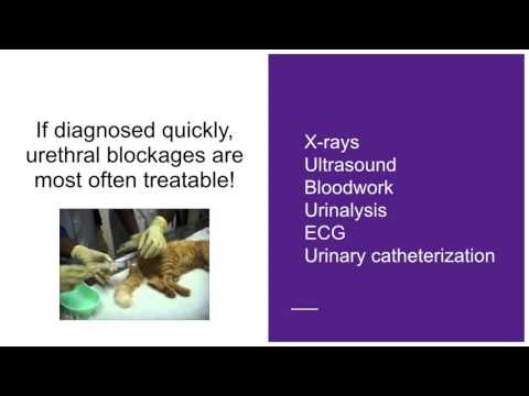 Urinary Obstruction