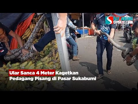 Ular Sanca 4 Meter Kagetkan Pedagang Pisang di Pasar Sukabumi