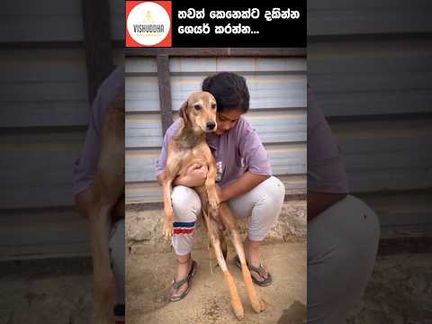 මිනිසුන් අතර දෙවි කෙනෙක්. බලන්න කරුණාවන්ත හදවත් ඇති අය මේ ලෝකයටම ආශිර්වාදයක්  | #bana #fyp #foryou