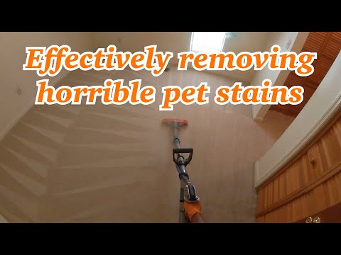 image-Is out Petcare good for dogs?