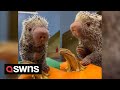 Adorable video shows Rico the porcupine munching on a pumpkin | SWNS