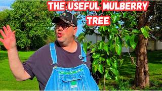 The Mulberry tree, junk tree or something special?