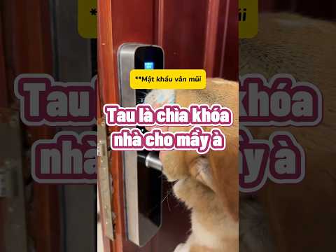 Nỗi khổ của em cún có sen ăn ngày đi đêm
