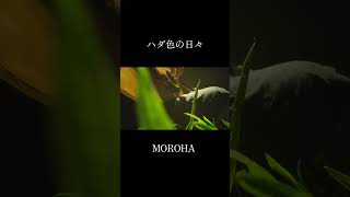 ハダ色の日々 MOROHA #ギター #guitar #fingerstyle