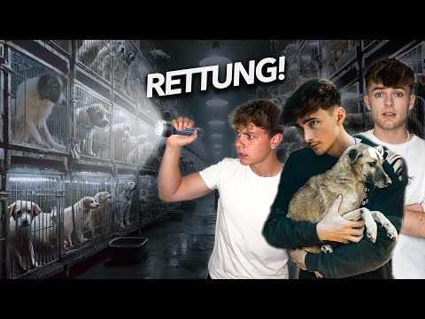 HUNDE TÖT*N: Das Millionen € Geschäft mit DEINEN Steuern😡🚨