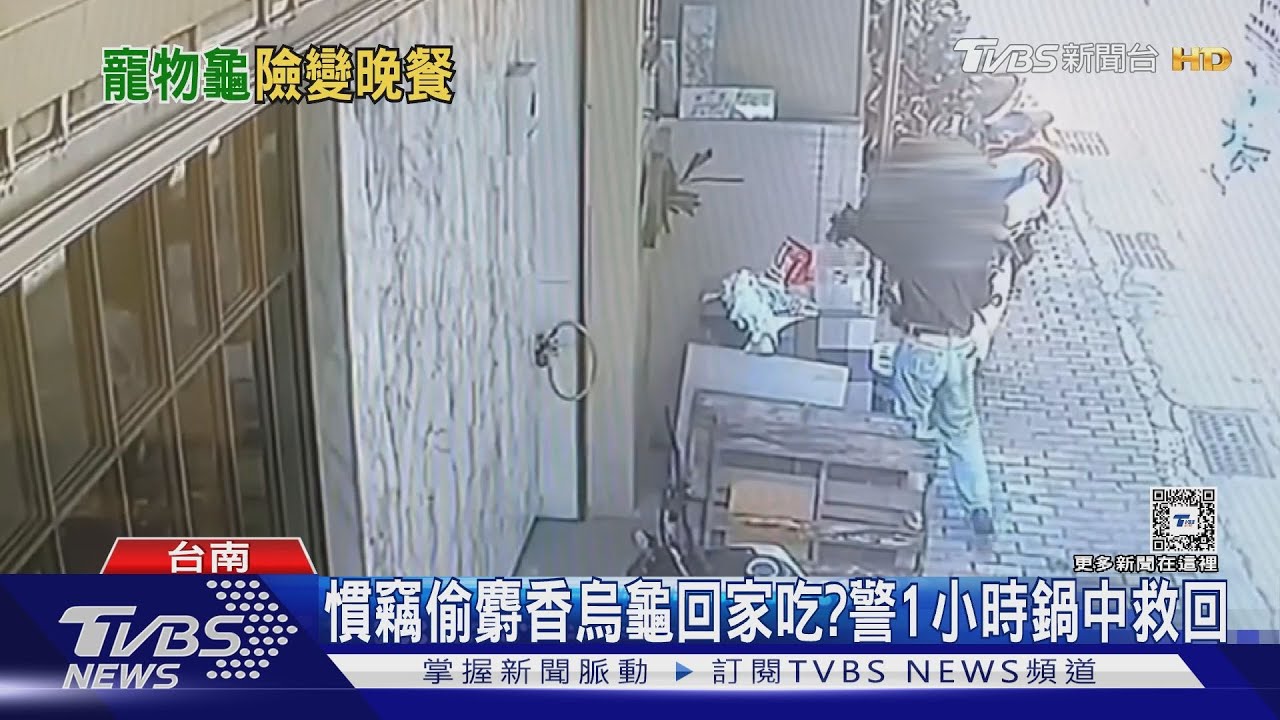麝香烏龜險成盤中飱?門前遭竊 警1小時鍋中救回