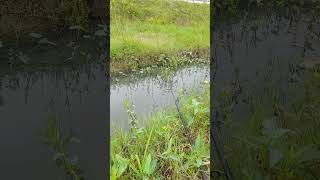 Download lagu jangan lupa lihat sampe akhir #fishing #mancing mp3