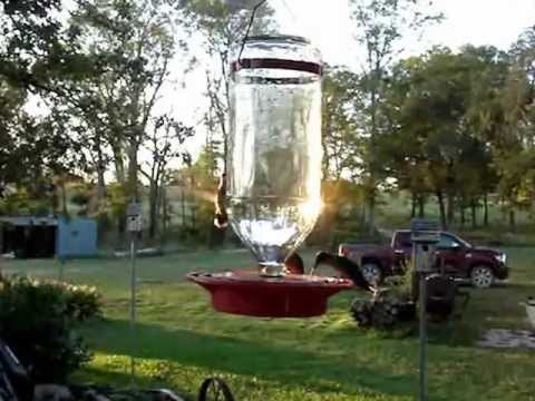 Hummingbirds Stop Off In Texas at Quarter Moon Ranch