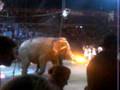 Ringling Bros Circus 2008