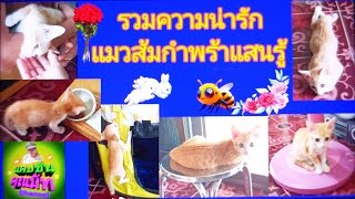 รวมความน่ารักแมวส้มแสนรู้ #นำโชคแมวส้มกำพร้าแสนรู้ #cat #catlover #cutecat #pets #Ep-74