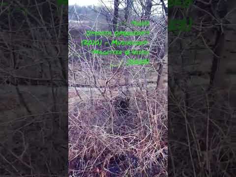 Smooth Operator, Sade (2010) - Music video: Magister Q Video (2023) (part 1) #sade #wilhering