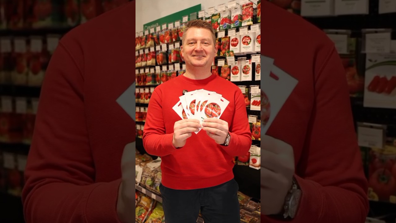 С этими томатами вы забудете о фитофторе и постоянных обработках! А еще они урожайные и очень вкусные