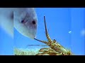 The Trials Of Life Collection BBC Earth
