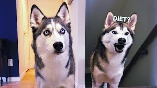 Putting My Siberian Huskies On a Diet – Where Is The Food?