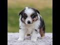 Miniature Australian Shepherd dogs for sale: Boomer - Video 1